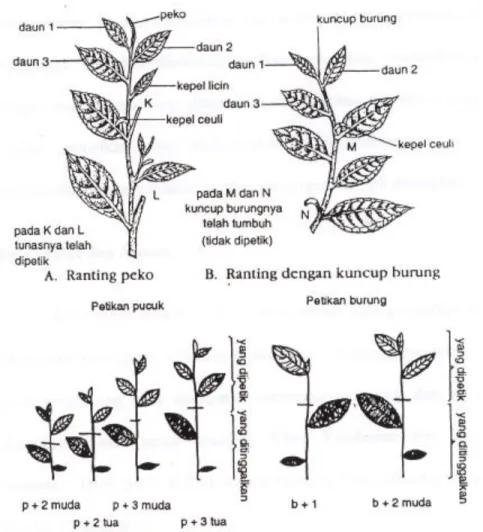 Gambar 1  Bagian pucuk daun teh dan cara pemetikannya (Ghani, 2002). 