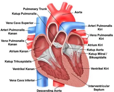 Gambar 3. Anatomi Jantung  17 