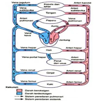 Gambar 4. Sistem Kardiovaskuler  21 