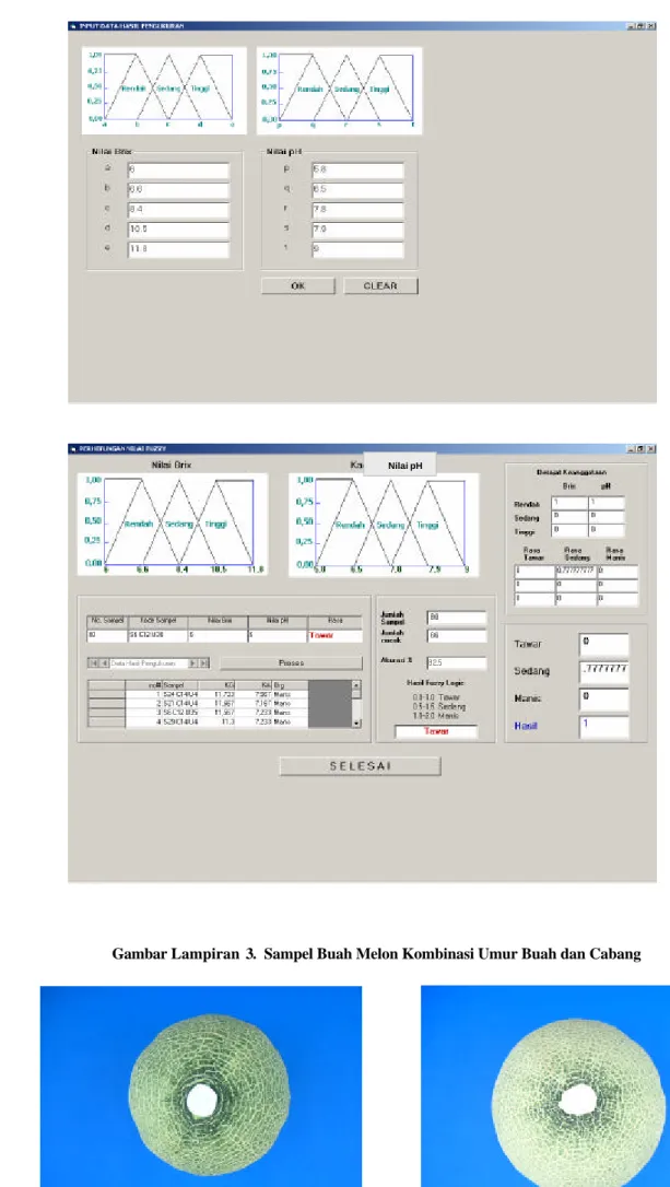 Gambar Lampiran  3.  Sampel Buah Melon Kombinasi Umur Buah dan Cabang  