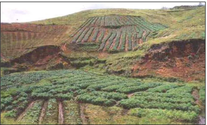 Gambar 10.  Pengolahan tanah dan pola tanam yang tidak memperhatikan  aspek pelestarian lahan