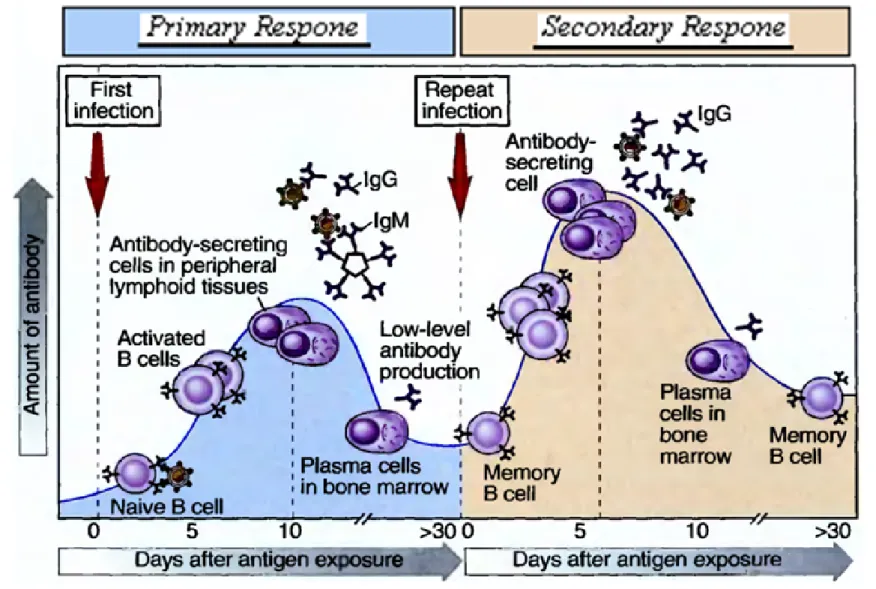 Gambar 3.7. Ilustrasi Proses Peningkatan Respon dari Antibodi Menghadapi Antigen [9]