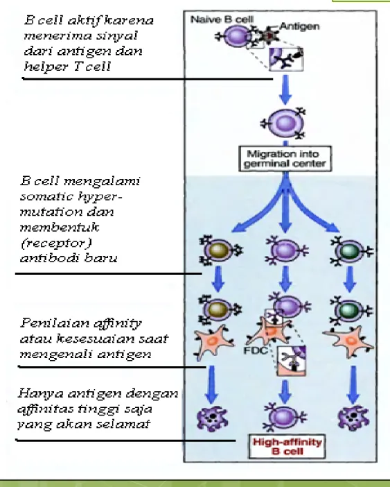 Gambar 3.8. Ilustrasi Proses CSA  pada Immune System