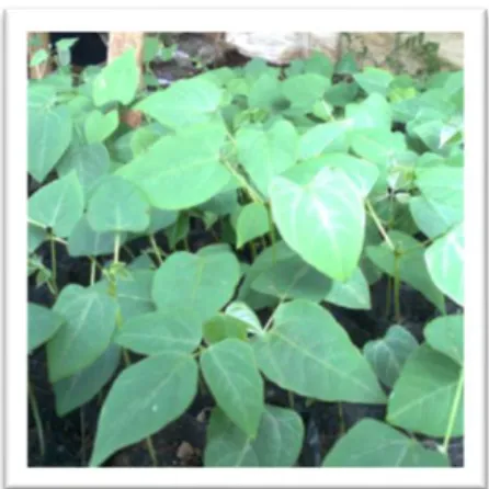 Gambar 2.1.Tipe daun majemuk trifoliate  Sumber: Muthmainnah,2018 