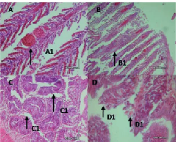 Gambar 7.  Gambar Histopatologi insang dengan infeksi buatan  (A), terdapat kongesti (A1), gambar histopatologi pada insang  akibat infeksi buatan (B), terdapat proliferasi epitel (B1), gambar  potongan histopatologi usus akibat infeksi buatan (C), terdapa