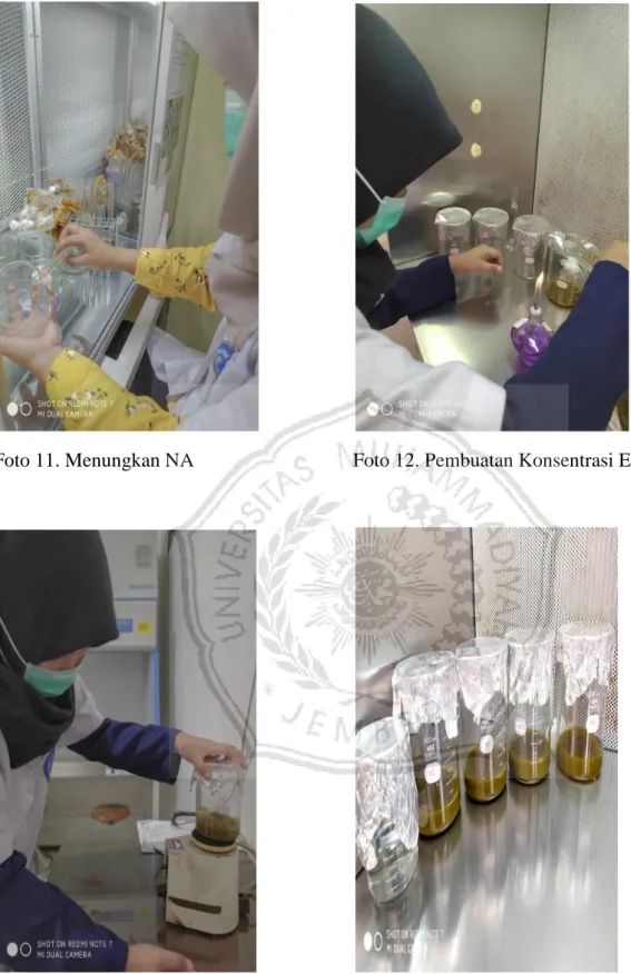 Foto 11. Menungkan NA  Foto 12. Pembuatan Konsentrasi Ekstrak     