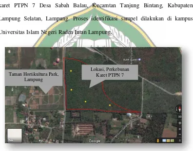 Gambar 6. Peta lokasi area pengamatan perkebunan karet PTPN 7 