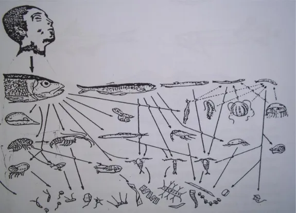 Gambar 1.9. Skema peristiwa rantai makanan yang terjadi di laut (Weihaupt, 1979) 