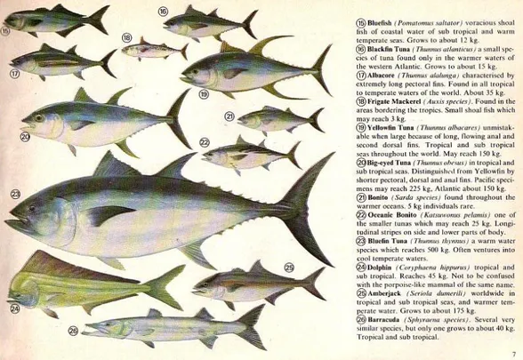Gambar 1.10. Jenis-jenis ikan pelagis (Gilbert, 1942) 