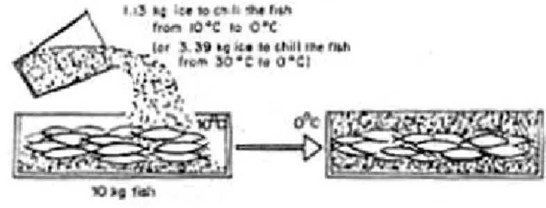Gambar 4. Penataan ikan dan es didalam keranjang 
