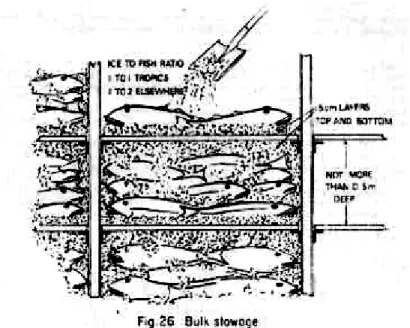 Gambar 7. Penyimpanan ikan didalam palkah dengan sistim curah 