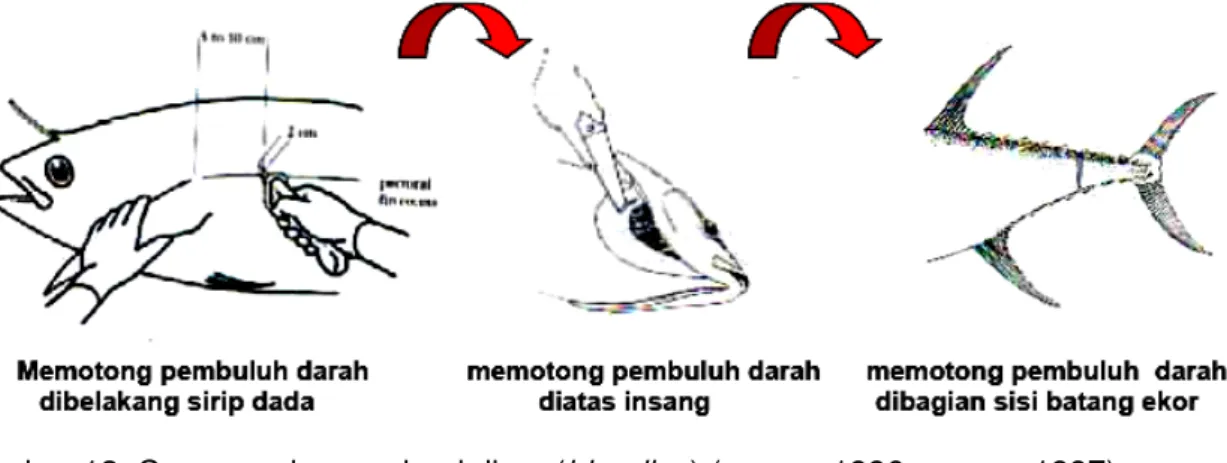 Gambar 12. Cara membuang darah ikan (bleeding) (_____, 1996; _____, 1997) 