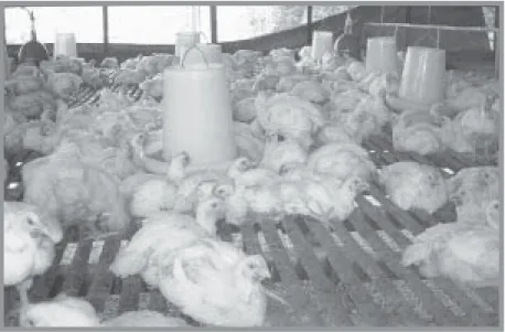 Gambar 4.9 Peternakan ayam merupakan salah satu usaha pelestarian hewan Sumber: Majalah Trobos No