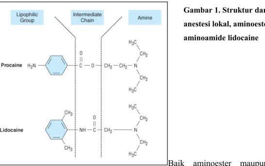 Gambar 1. Struktur dari dua prototype  anestesi lokal, aminoester procaine dan  aminoamide lidocaine