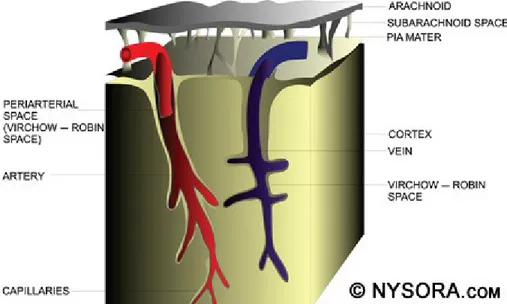 Gambar 5. Ruang periarterial Virchow-Robin yang mengelilingi medulla spinalis