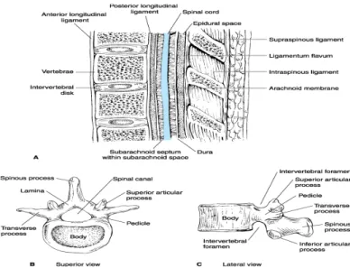 Gambar 2. Sagital section through lumbar vertebra