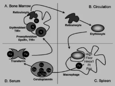 Gambar 2.2.  Gambaran proses eritropoesis normal 