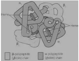 Gambar 2.3 Struktur Hemoglobin.  