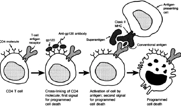 Gambar 2.5 Apoptosis (programmed cell death) pada infeksi HIV 