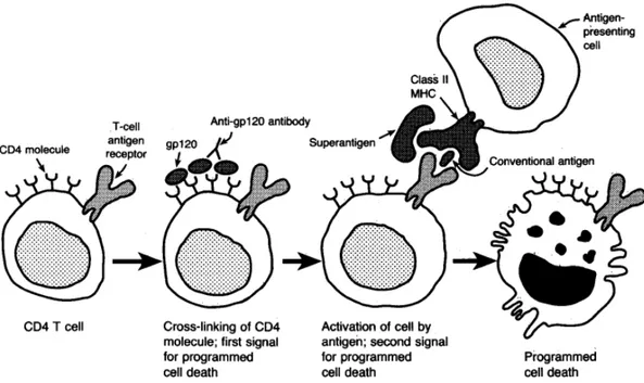 Gambar 2.5 Apoptosis (programmed cell death) pada infeksi HIV 