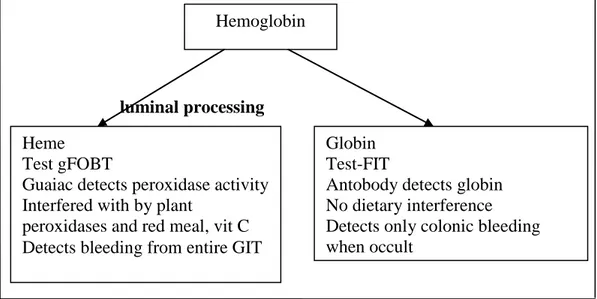 Gambar 2.3  Skema pemecahan hemoglobin pada feses (Young, 2004). 