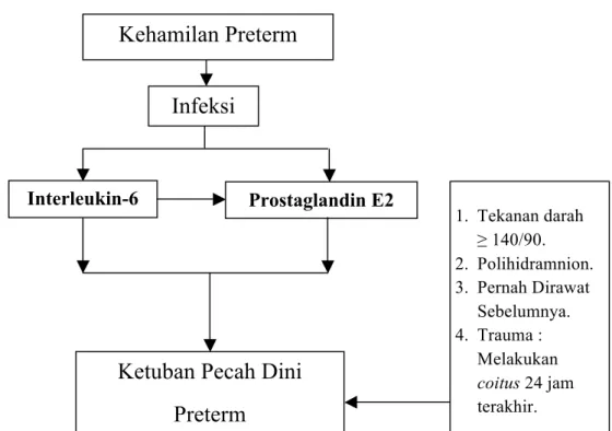 Gambar 3.1  Konsep Terjadinya Pecah Ketuban Dini Preterm 
