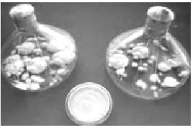 Gambar 1. Phanerochaete chrysosporium  Banyaknya studi pada penyerapan logam berat  oleh  jamur  telah  meningkat  beberapa  tahun  terakhir