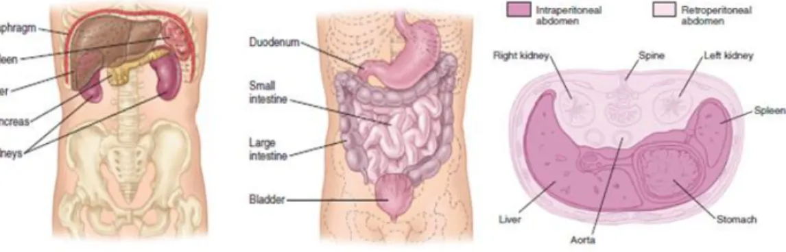 Gambar 2.1.   Kiri : intrathoracic abdomen. Tengah :  true abdomen.  