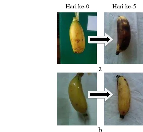 Gambar 10  Hasil pengamatan uji aplikasi pada buah pisang (a) kontrol (b) 