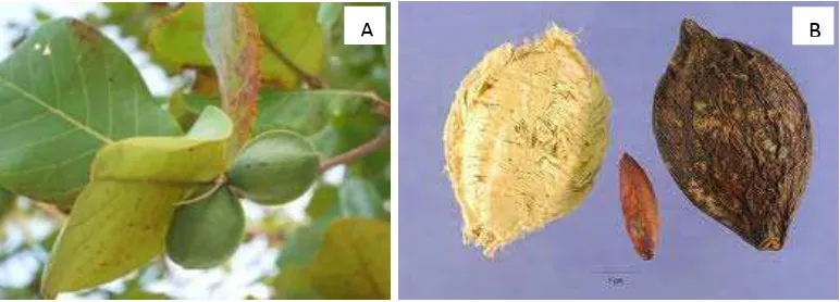 Gambar 1  Buah ketapang a) buah ketapang (Terminalia catappa) yang masih di 