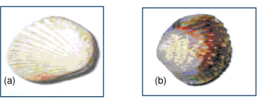 Gambar 3. Bentuk a) kerang darah (Anadara granosa) dan   b) Kerang bulu (Anadara  inflata),   Barnes, 1991