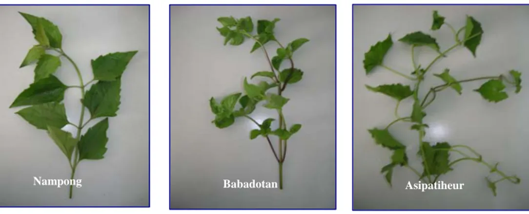 Gambar 1. Foto daun asipatiheur (Lantana camara), babadotan (Ageratum conizoides), dan  nampong (Eupatorium inulifolium)