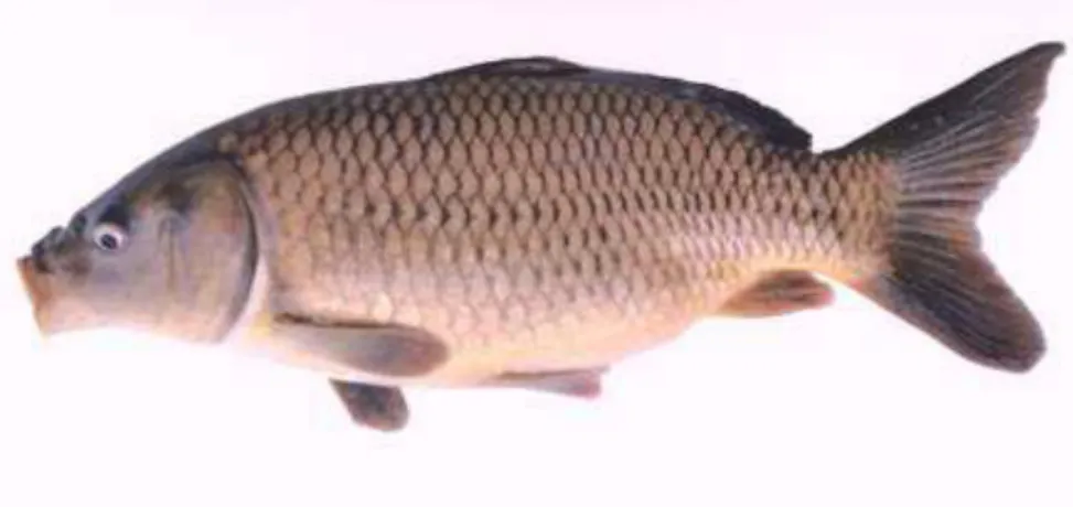 Gambar Ikan Mas (Cyprinus carpio )  Rajadanu Super Rd 