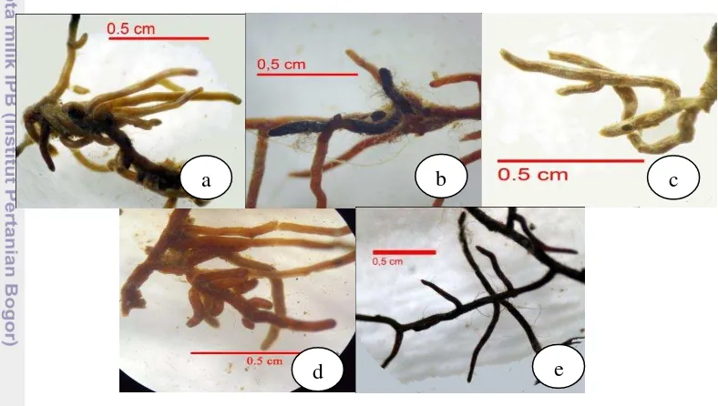 Gambar 1  Morfotipe ektomikoriza yang berasal dari Kawasan Hutan Haurbentes Jasinga: (a) Irregular pinnate cokelat  (b) Irregular pinnate hitam, (c) Irregular pinnate perak, (d) Monopodial pinnate cokelat, (e) Monopodial pinnate hitam