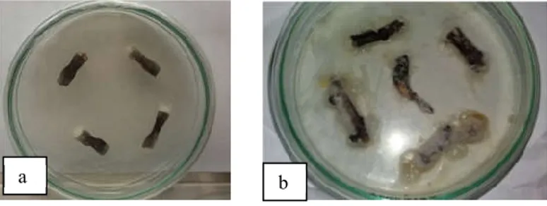 Gambar 1. Ranting yang terinfeksi jamur O. theobromae pasca inkubasi: a. Miselium O. 