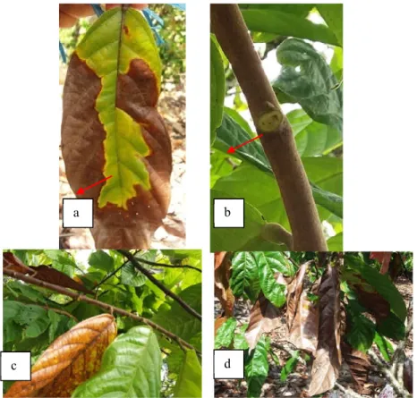 Gambar  3.  Gejala  penyakit  VSD  di  perkebunan  kakao:  a.  Permukaan  daun  berwarna  kuning  kecoklatan,  b