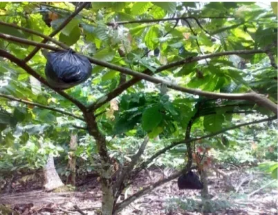 Gambar 4. Kegiatan Pemberian Sarang Semut pada Pohon Kakao  