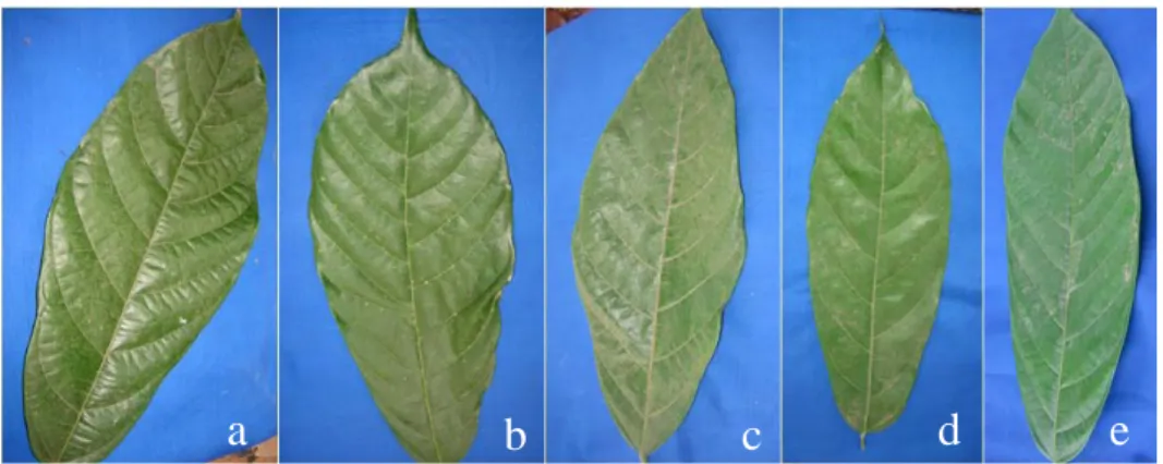 Gambar 3a. Keragaman  Bentuk Daun Kakao: (a) ujung runcing; (b) ujung  meruncing; (c) pangkal runcing; (d) pangkal membulat ; (e) bentuk  oblong