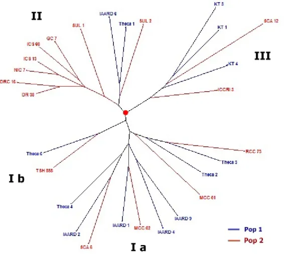Gambar 2. Pohon filogenetik 28 klon kakao berdasarkan 20 marka SSR menggunakan metode Neighbour Joining  Figure 2