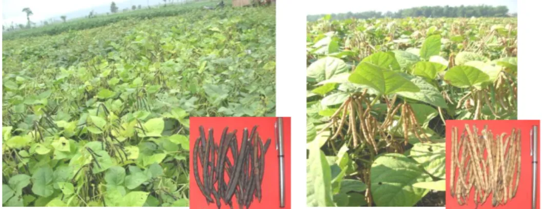 Gambar 12. Keragaan kacang hijau varietas Vima 4 (kiri) dan Vima 5 (kanan)