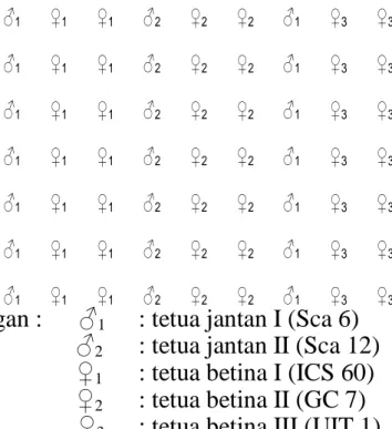 Gambar 2. Tata Tanam Poliklonal    