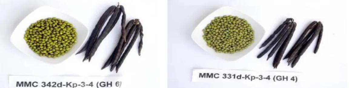 Gambar 5. Keragaan VUB kacang hijau varietas Vima 2 (kiri) dan          Vima 3 (kanan) 