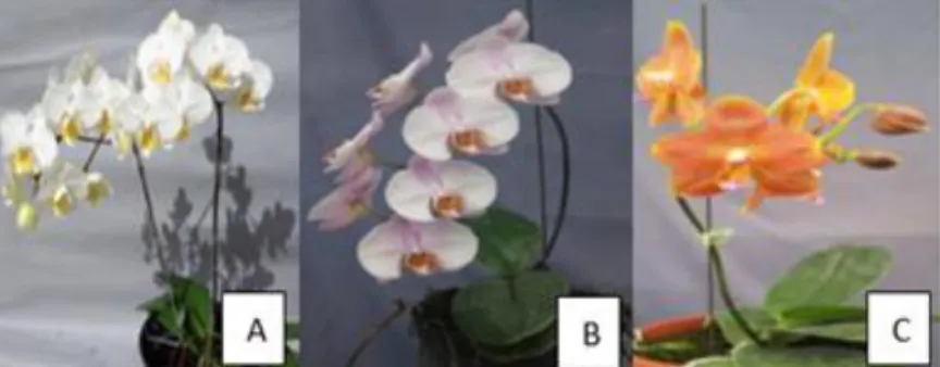 Gambar 3. Keragaan Macam-Macam Anggrek Antara Lain: (a) Phalaenopsis Adelia  Agrihort,  (b)  Phalaenopsis  Humaira  Agrihorti,    dan  (c)  Phalaenopsis  Arvina Agrihorti 