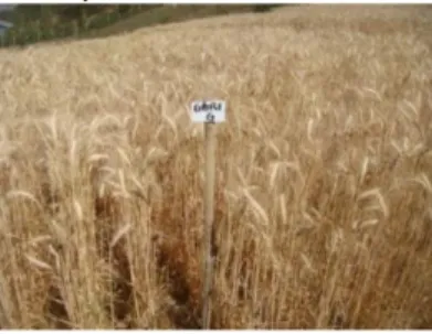 Gambar 15. Keragaan varietas gandum Guri 7 Agritan, potensi hasil 3,93 ton/ha 
