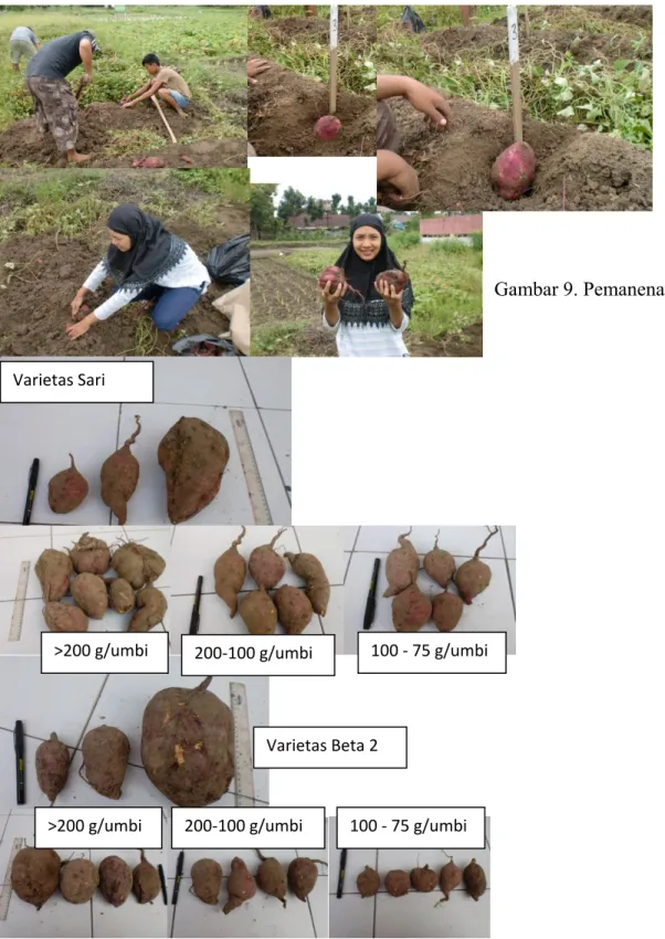 Gambar 9. Pemanenan                  Varietas Sari    