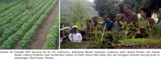 Gambar 49. Presiden SBY bersama Ibu Hj. Ani Yudhoyono, didampingi Menteri Pertanian, Gubernur Jatim, Bupati Pacitan, dan Kepala  Badan Litbang Pertanian saat memberikan arahan di lokasi Kebun Bibit Desa (kiri) dan keragaan tanaman kacang tanah di  pekarang