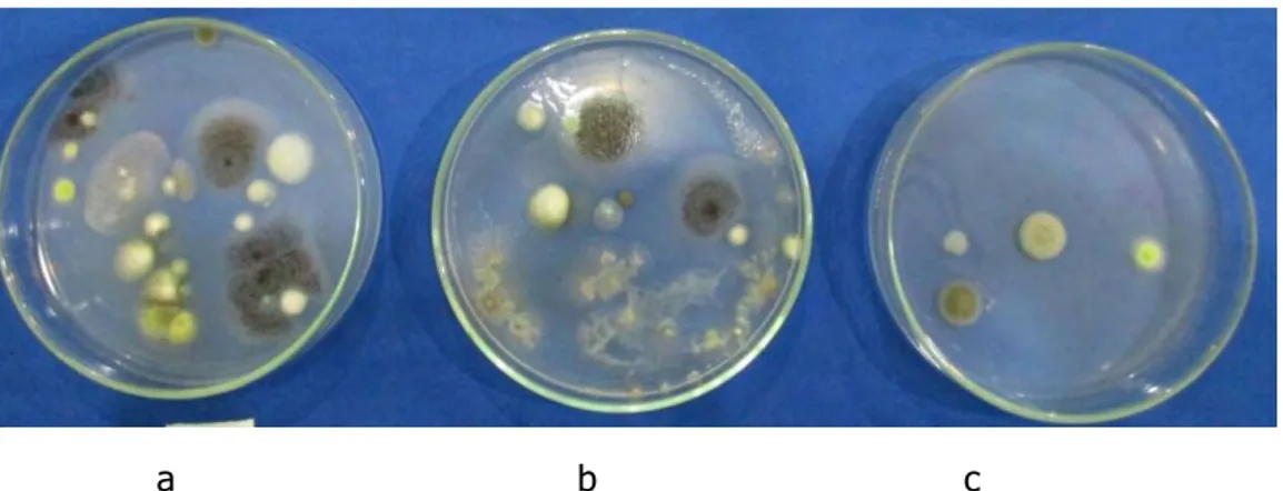 Gambar 6.16 Hasil isolasi jamur antagonis dari tanah dengan pengenceran 10 -1 (a), pengenceran 10 -2  (b) dan pengenceran 10 -3  (c)  