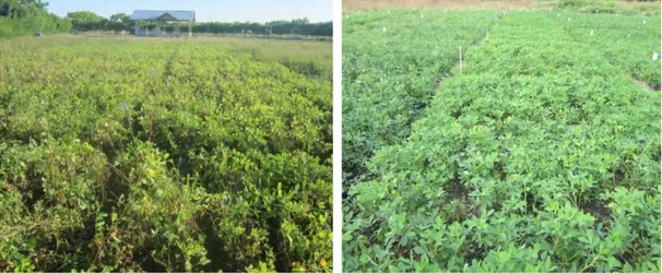 Gambar  6.4.  Keragaan  tanaman  kacang  tanah  pada  umur  mendekati  panen  di  Laipori  (kiri)  dan  umur  65  HST  di  Pamboto  Njara,  Sumba  Timur  NTT 