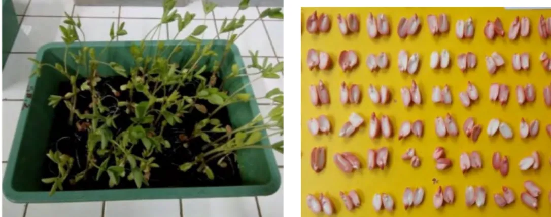 Gambar 6.5 Uji vigor dan daya tumbuh benih kacang tanah setelah penyimpanan  1  bulan  menggunakan  media  pasir  (kiri)  dan  uji  cepat  viabilitas  benih kacang tanah dengan metode TTZ (kanan)