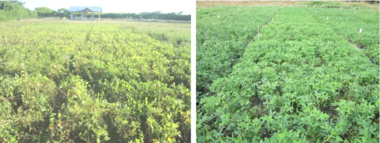 Gambar 6.4. Keragaan tanaman kacang tanah umur mendekati panen di Laipori  (kiri) dan umur 65 HST di Pambota Njara (kanan), Sumba Timur  NTT 